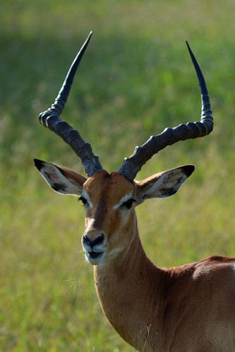 Grand Gazelle 