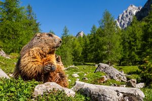 Murmeltier in den Alpen