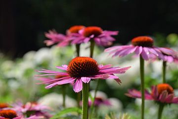 Mooie paarse bloemen met een bokeh achtergrond van Robin Verhoef