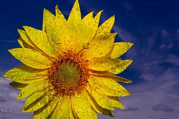 Sunflower with raindrops