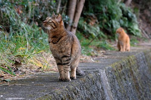 Twee katten op een muur van Lensw0rld