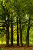 Tree circle