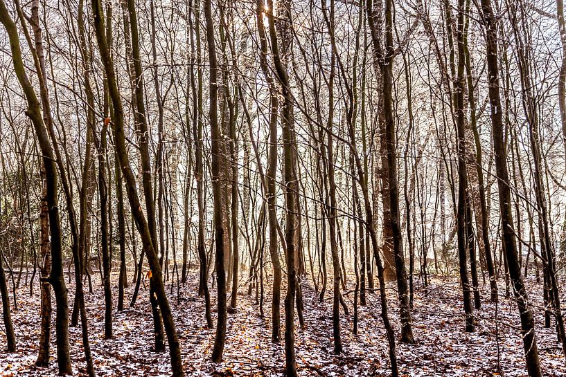 Door de bomen het bos niet meer zien by Willy Sybesma