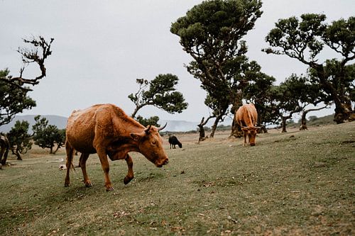 Vache de la forêt de Fanal