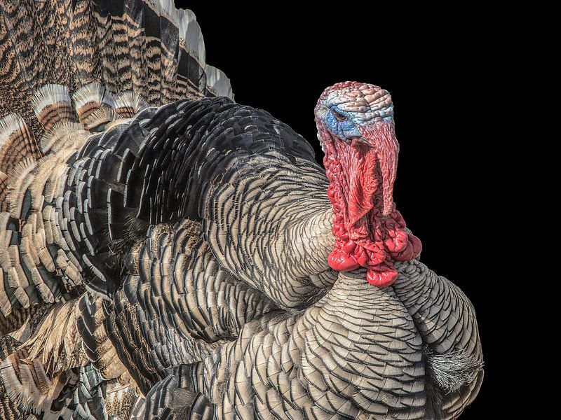 Türkei von Mario de Lijser