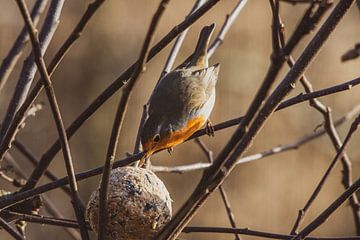 Robins nibble on winter supplies by Swen van de Vlierd