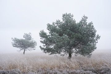 Grove dennen in de mist van Cor de Hamer