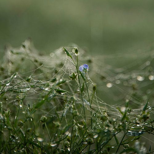 Gewöhnlicher Flachs