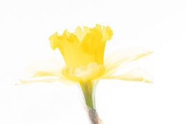 La jonquille vue différemment