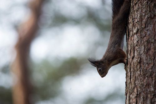 Écureuil