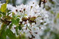 Blossom in bloom, Blossom Park