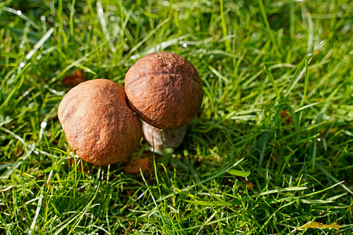 Mushroom on the meadow in summer in Denmark