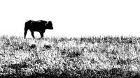 Koe / Stier in Zwartwit van Greta Lipman thumbnail
