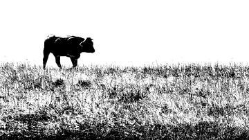 Koe / Stier in Zwartwit van Greta Lipman