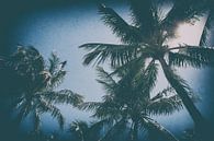 Miami Palm Trees by Aiji Kley thumbnail