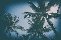 Miami Palm Trees