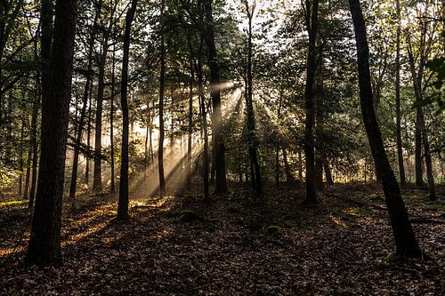 Zonnestralen tussen de bomen