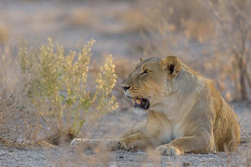 Leeuwin in late avond zon