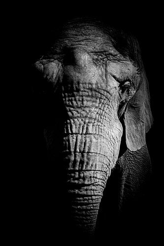 Afrikaanse olifant in zwart wit close up