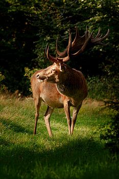 Königlicher Rothirsch mit Blick auf die Veluwe, Niederlande