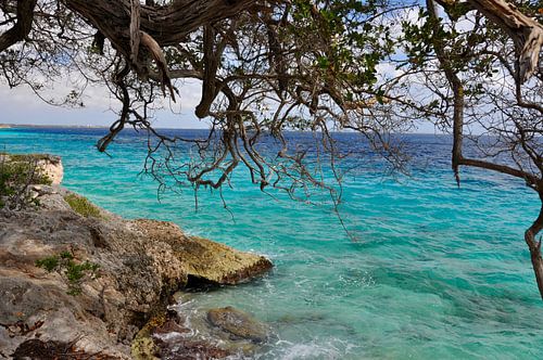 Sea behind the trees