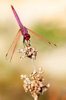 Libelle