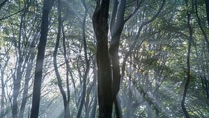 Sonnenstrahlen durch die Bäume von Sjon de Mol