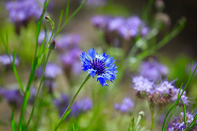 Cornflower by Thomas Jäger