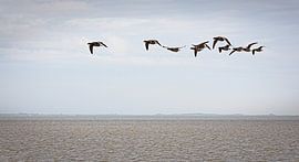 Groep Ganzen in Moddergat van Rob Boon