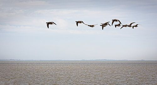 Gruppe von Gänsen in Moddergat