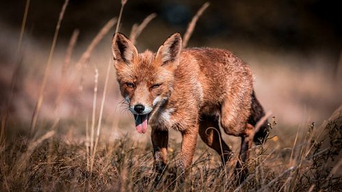 Vos in waterleidingduinen, fine art
