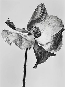 wilde papaverbloem van haroulita
