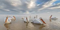 Dalmatian pelicans