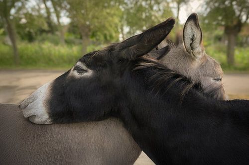 Câlins aux ânes