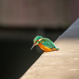 Eisvogel auf der Mauer von Roland Hoffmann