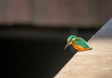 Eisvogel auf der Mauer