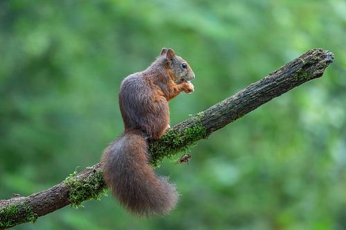 Eekhoorn in het bos