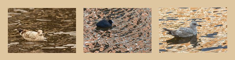 Amsterdam City birds 3 by Andius Teijgeler