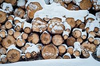 Hout in de sneeuw