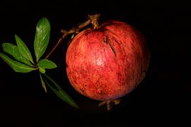 Grenade avec branche sur Ulrike Leone