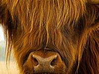Portrait of a Scottish Highlander