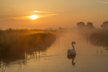 Knobbelzwaan bij zonsopkomst van Marcel Klootwijk