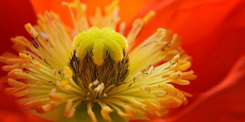 Klaproos bloem