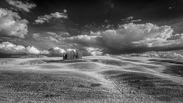 Cyprès Val d'Orcia - Toscane - infrarouge noir et blanc sur Teun Ruijters