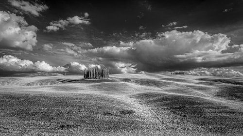 Cypresses Val d'Orcia - Tuscany - infrared black and white