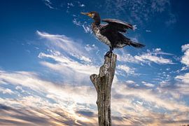 Cormorant on a dead tree by Brian Morgan