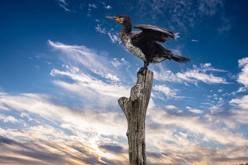 Kormoran auf einem toten Baum von Brian Morgan