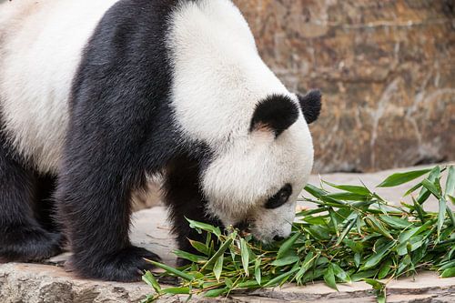 Een Reuzenpanda eet zijn voedsel dat uit bamboe bestaat