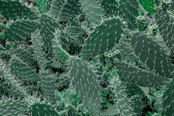 Botanical pattern featuring cacti