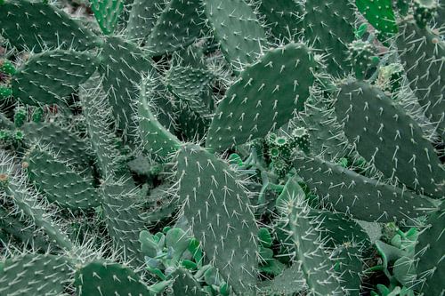 Botanisches Muster mit Kakteen